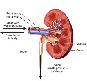 Cut diagram of kidney