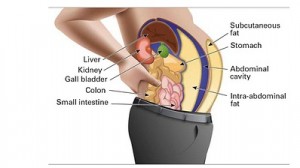 Body Fat