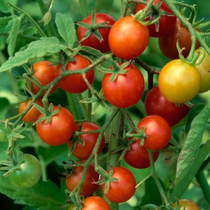 Tomatoes grown in your garden 